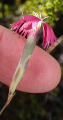 Dianthus bolusii