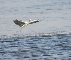 Ardea cinerea