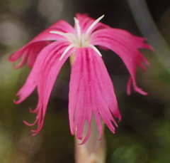 Dianthus bolusii