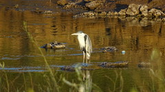 Ardea cocoi