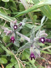 Anchusa undulata