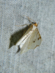 Macaria notata
