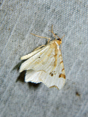 Macaria notata