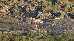 Caracara plancus