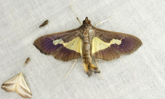 Diaphania praxialis