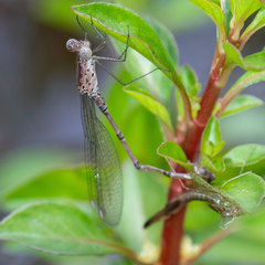 Lestes tridens