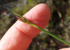 Schoenus crassiculmis