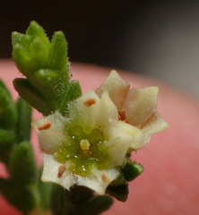 Diosma apetala