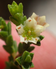 Diosma apetala
