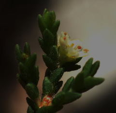 Diosma apetala