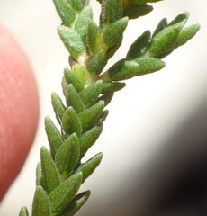 Diosma apetala