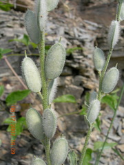 Fibigia eriocarpa