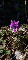 Anemone hortensis