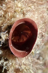 Microcosmus polymorphus