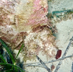 Microcosmus polymorphus