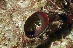 Microcosmus polymorphus