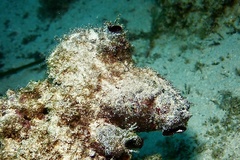 Pyuridae