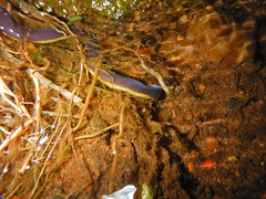 Ichthyophis glutinosus