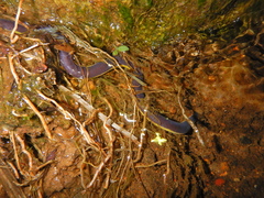Ichthyophis glutinosus