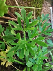 Ranunculus paludosus