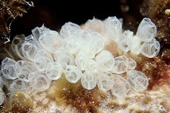 Pycnoclavella communis