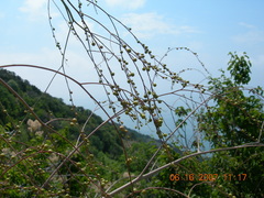 Crambe koktebelica