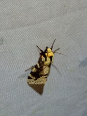Spilosoma kebea