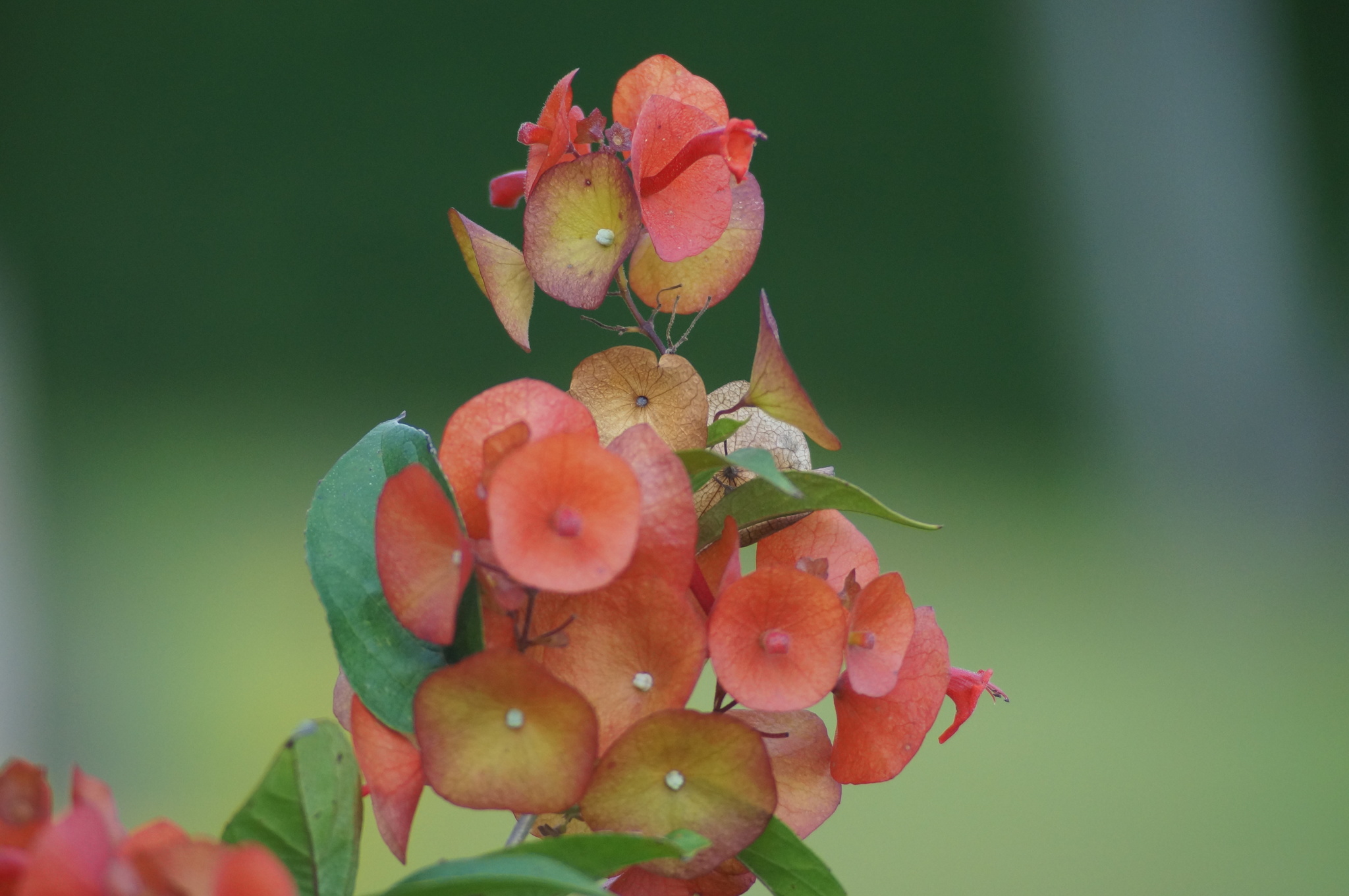 Holmskioldia sanguinea