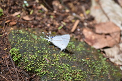 Hypolycaena buxtoni