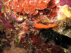 Tripterygion melanurus