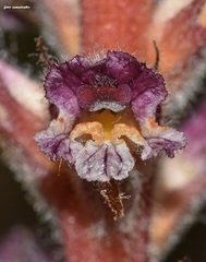 Orobanche pubescens