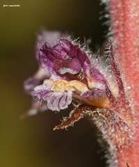 Orobanche pubescens