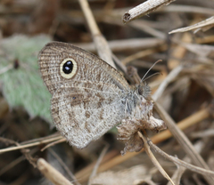 Ypthima baldus madrasa