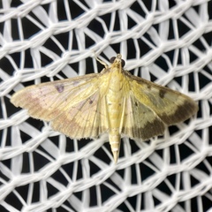 Ategumia adipalis