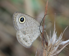 Ypthima baldus madrasa