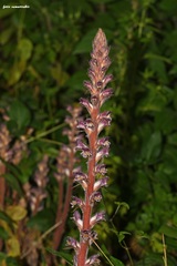 Orobanche pubescens