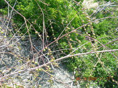Crambe koktebelica