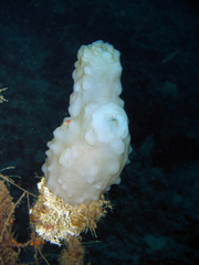 Phallusia mammillata