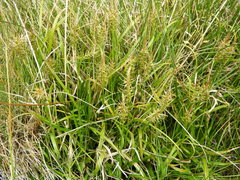 Carex edura