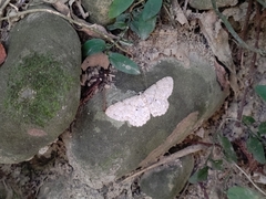 Catoria sublavaria