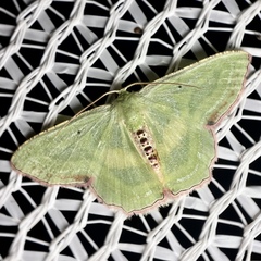 Metallochlora lineata