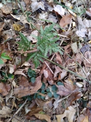 Sceptridium dissectum dissectum