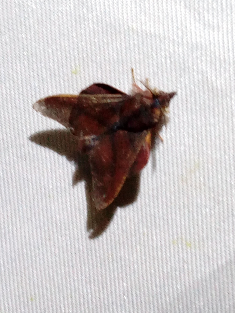 Pseudophyllodes rubiginea