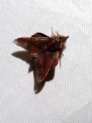 Pseudophyllodes rubiginea