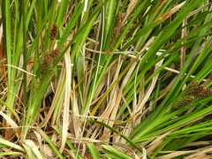 Carex wakatipu