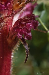 Orobanche sanguinea