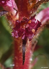 Orobanche sanguinea