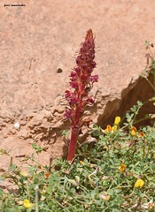 Orobanche sanguinea