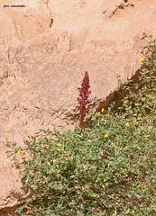 Orobanche sanguinea