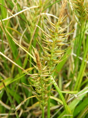 Carex edura